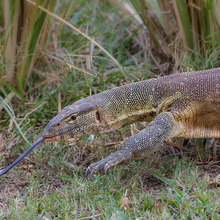 Lower Zambezi - Nile monitor